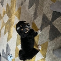 Portekiz Su Köpeği, Köpek  Boby fotoğrafı