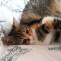 Tekir Kedi, Kedi  SEVİMLİ BADEME YUVA ARIYORUZ fotoğrafı
