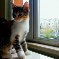 Tekir Kedi, Kedi  SEVİMLİ BADEME YUVA ARIYORUZ fotoğrafı