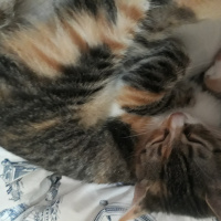 Tekir Kedi, Kedi  SEVİMLİ BADEME YUVA ARIYORUZ fotoğrafı