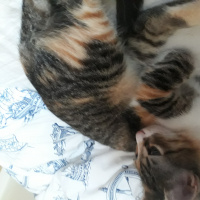 Tekir Kedi, Kedi  SEVİMLİ BADEME YUVA ARIYORUZ fotoğrafı