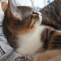 Tekir Kedi, Kedi  SEVİMLİ BADEME YUVA ARIYORUZ fotoğrafı