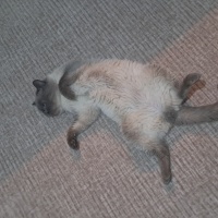 British Shorthair, Kedi  Çiko fotoğrafı