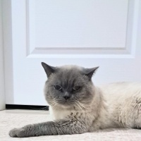 British Shorthair, Kedi  Çiko fotoğrafı