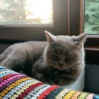 British Shorthair, Kedi  Gümüş fotoğrafı