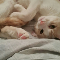 Tekir Kedi, Kedi  Momo fotoğrafı