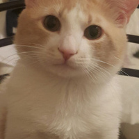 Tekir Kedi, Kedi  Momo fotoğrafı