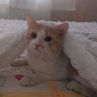 Tekir Kedi, Kedi  Momo fotoğrafı