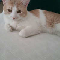 Tekir Kedi, Kedi  Momo fotoğrafı