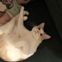 Tekir Kedi, Kedi  Momo fotoğrafı