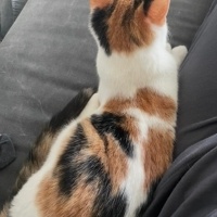 Tekir Kedi, Kedi  Miu fotoğrafı