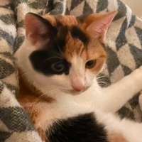 Tekir Kedi, Kedi  Miu fotoğrafı