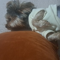 Yorkshire Terrier, Köpek  Cesur fotoğrafı