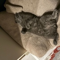 Scottish Fold, Kedi  Sisu fotoğrafı