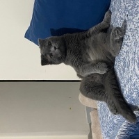 Scottish Fold, Kedi  Sisu fotoğrafı