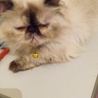 İran Kedisi (Persian), Kedi  Pamuk fotoğrafı