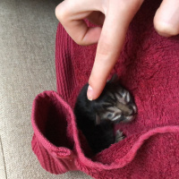 Tekir Kedi, Kedi  Fırtına fotoğrafı