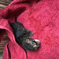 Tekir Kedi, Kedi  Fırtına fotoğrafı