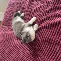 Brazilian Shorthair, Kedi  Fıstık fotoğrafı