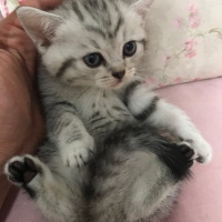 British Shorthair, Kedi  belirsiz fotoğrafı