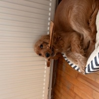 Amerikan Cocker Spaniel, Köpek  Şila fotoğrafı