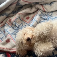 Maltese, Köpek  Luna fotoğrafı