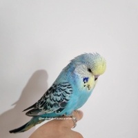  Kuş  konuşma eğitimi verilecek muhabbet kuşu fotoğrafı