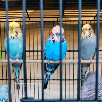  Kuş  konuşma eğitimi verilecek muhabbet kuşu fotoğrafı