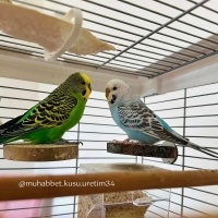  Kuş  konuşma eğitimi verilecek muhabbet kuşu fotoğrafı