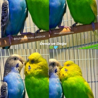 Muhabbet Kuşu, Kuş  ele gelen yavru muhabbet kuşu fotoğrafı