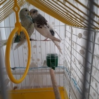 Muhabbet Kuşu, Kuş  ele gelen yavru muhabbet kuşu fotoğrafı