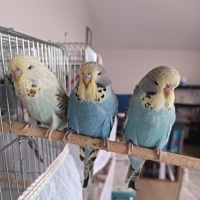 Muhabbet Kuşu, Kuş  ele gelen yavru muhabbet kuşu fotoğrafı