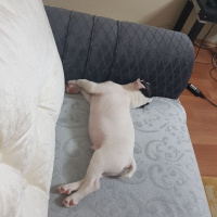 Fransız Bulldog, Köpek  Pablo fotoğrafı
