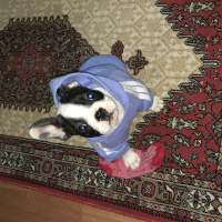 Fransız Bulldog, Köpek  Pablo fotoğrafı