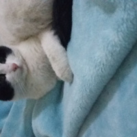 Tekir Kedi, Kedi  Bayram fotoğrafı