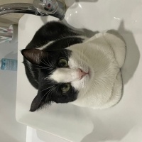 Tekir Kedi, Kedi  Gülüş fotoğrafı