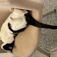 Tekir Kedi, Kedi  Gülüş fotoğrafı