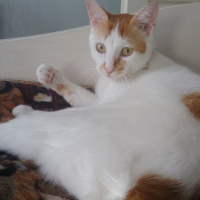 Tekir Kedi, Kedi  Yumak fotoğrafı