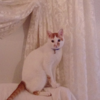 Tekir Kedi, Kedi  Yumak fotoğrafı
