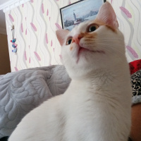 Tekir Kedi, Kedi  Yumak fotoğrafı