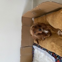 İngiliz Cocker Spaniel, Köpek  Daisy fotoğrafı