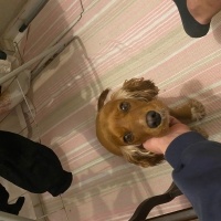 İngiliz Cocker Spaniel, Köpek  Daisy fotoğrafı