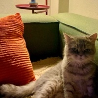 British Longhair, Kedi  Hürrem fotoğrafı