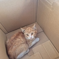 Sarman, Kedi  Kıtır fotoğrafı