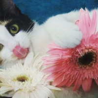 Tekir Kedi, Kedi  Şeker fotoğrafı