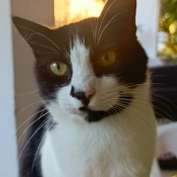 Tekir Kedi, Kedi  Şakir fotoğrafı