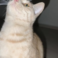 Sarman, Kedi  Sarman fotoğrafı