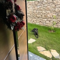 Cane Corso Italiano, Köpek  Şila fotoğrafı