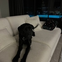 Cane Corso Italiano, Köpek  Şila fotoğrafı