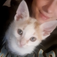 Tekir Kedi, Kedi  Kekik fotoğrafı